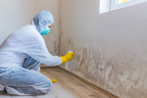 Licensed Black Mold Remediation service in Boston, GA - 24 Hour Mold Removal
