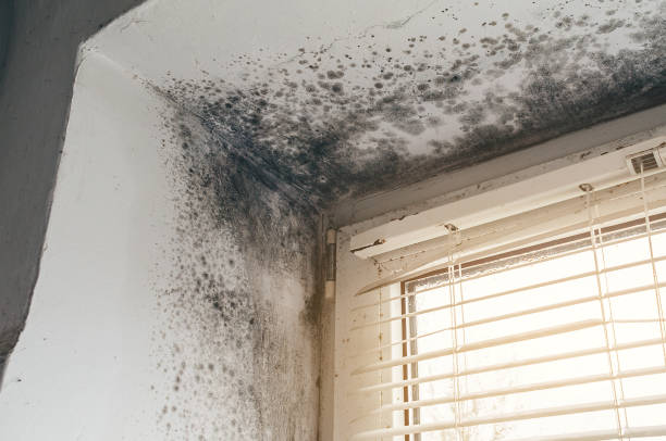 Affordable Black Mold Remediation solutions in Boston, GA
