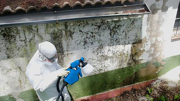Top rated local Black Mold Remediation specialists in Boston, GA